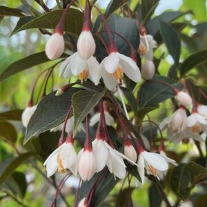 Styrax Evening Light Flower