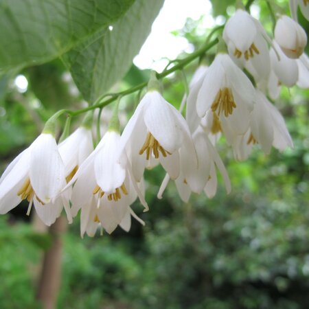 Styrax obassia 9cm pot