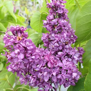 Syringa vulgaris 'Charles Joly'