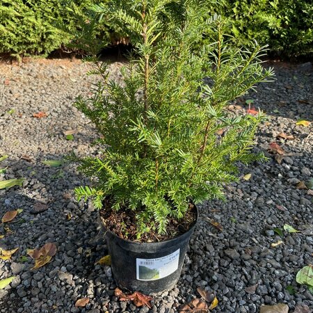 Taxus baccata