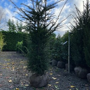 Taxus baccata