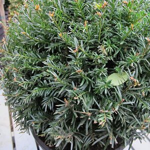 Taxus baccata [Topiary Ball]