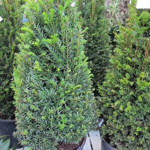 Taxus baccata [Topiary Cone]