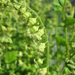 Tellima grandiflora