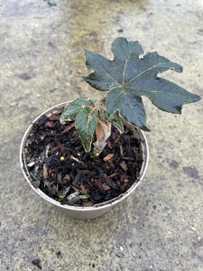 Tetrapanax papyrifer