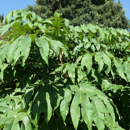 Tetrapanax papyrifer