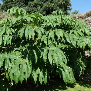 Tetrapanax papyrifer