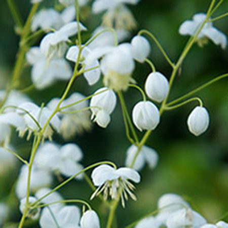 Thalictrum delavayi 'Splendide White'