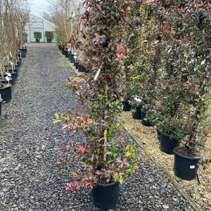 Trachelospermum jasminoides 10L January