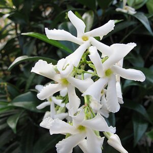 Trachelospermum jasminoides - image 1