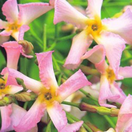 Trachelospermum jasminoides 'Pink Showers'