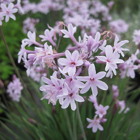 Tulbaghia 'Fairy Star'