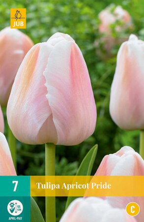 Tulipa Apricot Pride