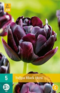 Tulipa Black Hero