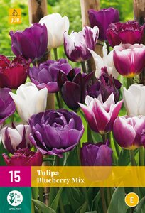 Tulipa Blueberry Mix XL