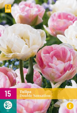 Tulipa Double Sensation XL