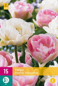 Tulipa Double Sensation XL