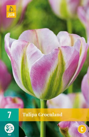 Tulipa Groenland - image 1