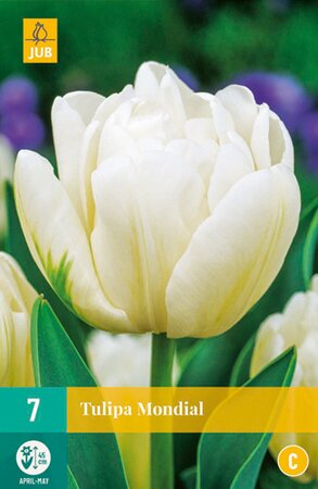 Tulipa Mondial