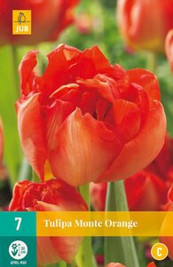 Tulipa Monte Orange