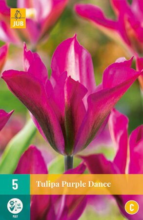 Tulipa Purple Dance