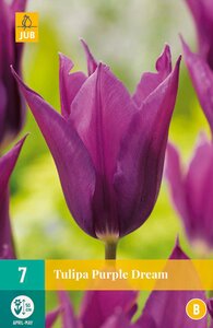 Tulipa Purple Dream