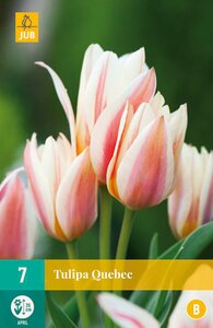 Tulipa Quebec