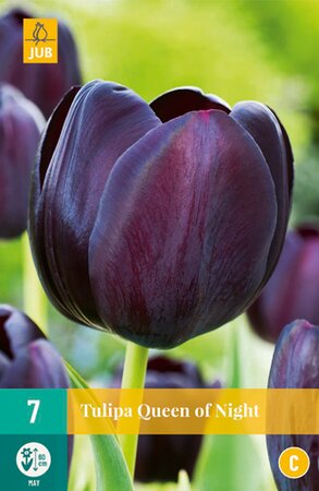 Tulipa Queen Of Night