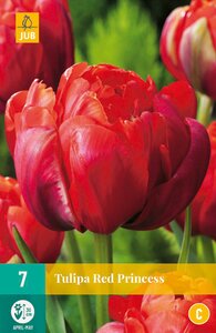 Tulipa Red Princess