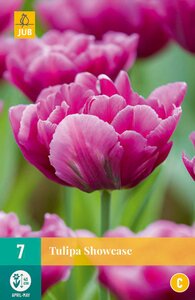 Tulipa Showcase