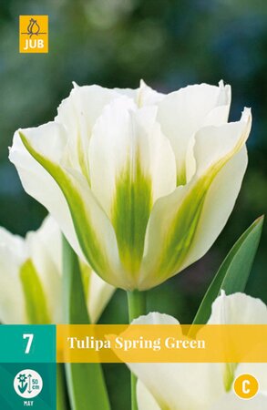 Tulipa Spring Green