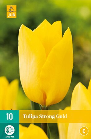 Tulipa Strong Gold