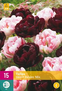 Tulipa Sweet Desire Mix XL