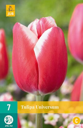 Tulipa Universum