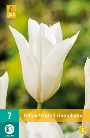 Tulipa White Triumphator