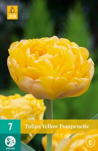 Tulipa Yellow Pompenette