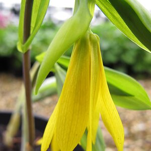 Uvularia grandiflora