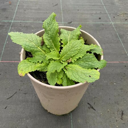 Verbascum phoeniceum 'Flush of White' 3L pot January