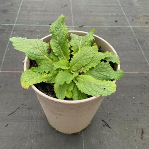 Verbascum phoeniceum 'Flush of White' 3L pot January