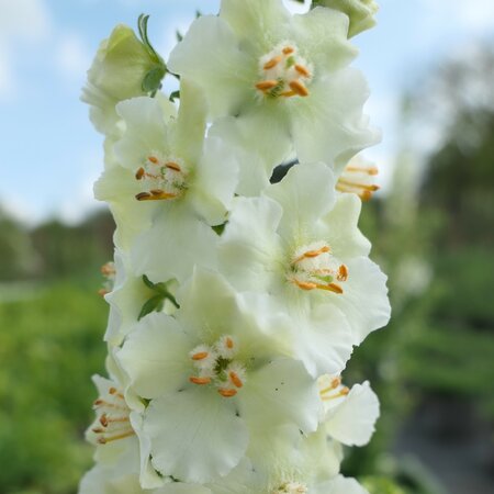 Verbascum phoeniceum 'Flush of White'