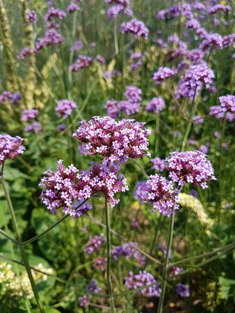 Verbena bonariensis