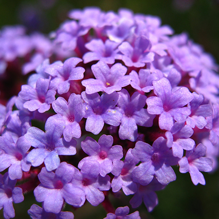 Verbena bonariensis