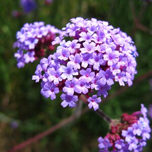 Verbena bonariensis