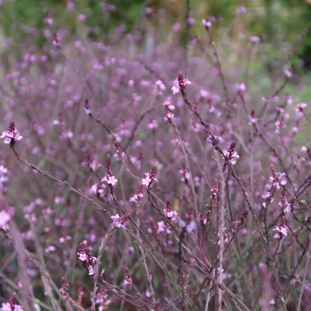 Verbena officinalis grandiflora 'Bampton'