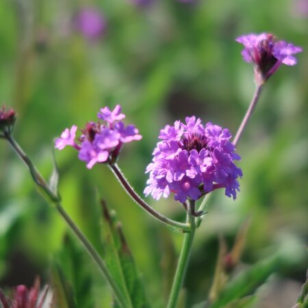 Verbena rigida