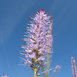 Veronicastrum virginicum 'Lavendelturm'