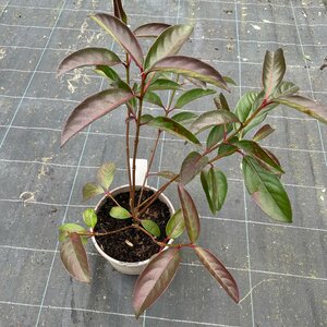 Viburnum 'Le Bois Marquis'