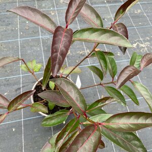 Viburnum 'Le Bois Marquis'