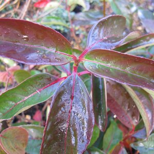 Viburnum 'Le Bois Marquis'