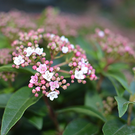 Viburnum tinus 'Eve Price'